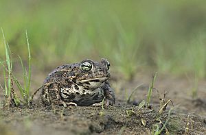 Bufo calamita (Marek Szczepanek)