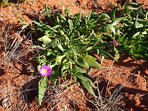 Calandrinia balonensis 3