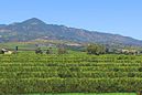 California Orange Grove2.jpg