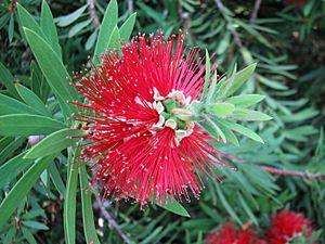 Callistemon montanus.jpg