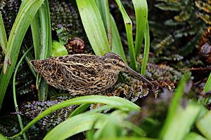 Campbell Island Snipe.jpg