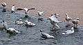 Chroicocephalus novaehollandiae - Silver Gull - Bathing