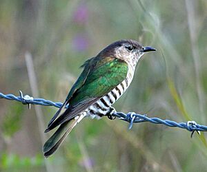 Chrysococcyx lucidus -Brisbane, Queensland, Australia-8