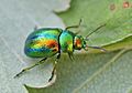 Chrysolina fastuosa01