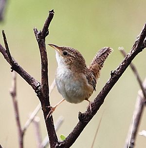 Cistothorus platensis, Serra da Canastra, Minas Gerais, Brasil