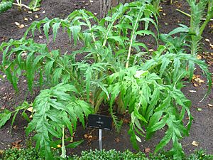 Cynara cardunculus - Royal Botanical Garden, Madrid