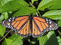 Danaus plexippus (9242865790).jpg