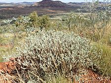 Eremophila jucunda pulcherrima (habit)