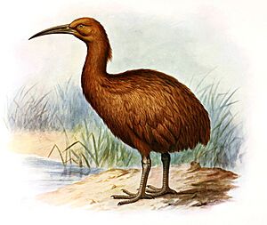 Extinctbirds1907 P29 Aphanapteryx bonasia0349AA