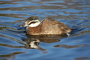 Female white headed duck.JPG