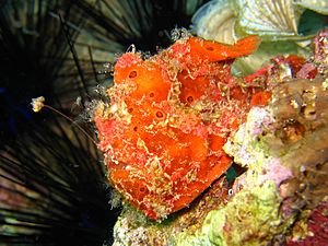 Frogfish at Mactan Cebu