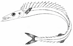 Gempylus serpens Oceanic Ichthyology.png