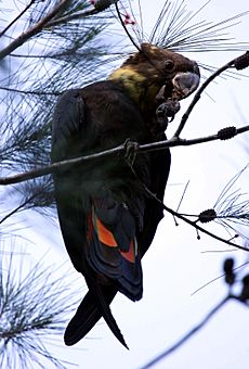 Glossy black cockatoo fem kobble08