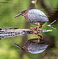 Green heron in PP (14296)