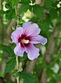 Hibiscus August 2010-2