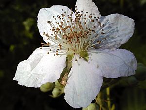 Himalayan Blackberry & Spider