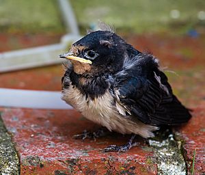 Hirundo rustica -West Sussex, England -chick-8