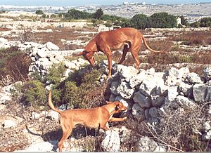 Klieb tal-Fenek hunting