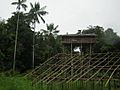 Korowai Treehouse 5