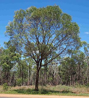 Lancewood.jpg