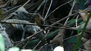 Little hermit (Phaethornis longuemareus) - male, French Guiana - 4