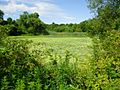 Loantaka Brook Reservation bikeway pond with algae