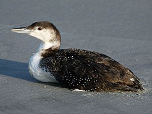 Loon, common 04-24 a.jpg