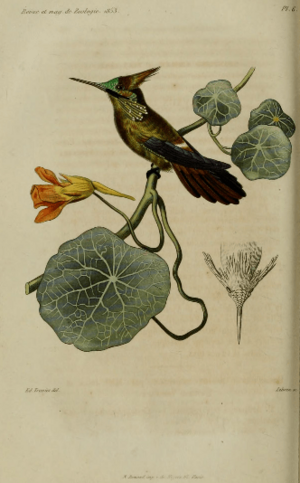 Lophornis chalybeus verreauxii.png