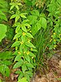 Lysimachia quadrifolia