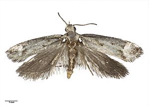 Lysiphragma argentaria AMNZ21777.jpg