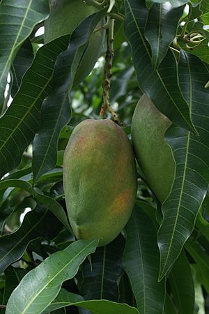 Mangifera indica var. Cogshall