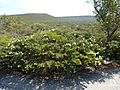 Melaleuca urceolaris (habit)