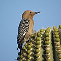 Melanerpes uropygialis Tucson AZ