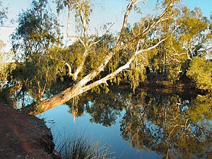 Millstream-Chichester National Park DSC04090