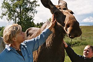 Moose Zoo Östersund