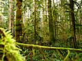 Mossy trees Vancouver Island