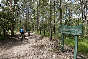 Mt Coot-tha Forest (6971550344).jpg