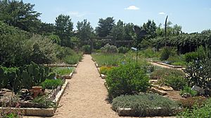 Native Texas plants