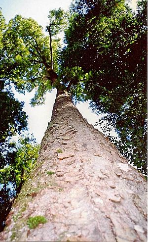 Nothofagus moorei Cobark