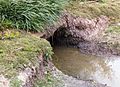 Nutria burrow