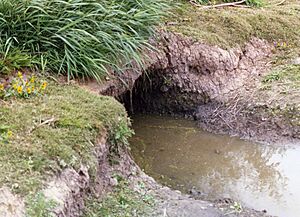 Nutria burrow