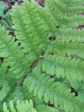 Oak-Fern-&-spider