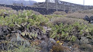 Opuntia Tabaiba