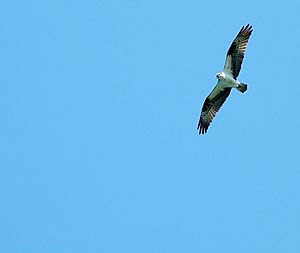 Osprey-green-lake