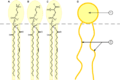 Phospholipid schematic representation