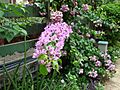 Pink Bougainvillea