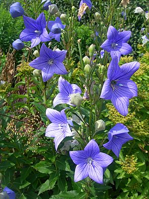 Platycodon grandiflorum2.jpg