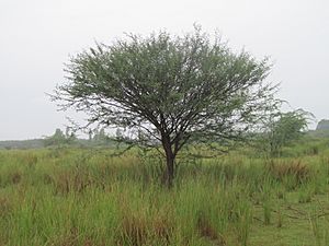 Prosopis juliflora new