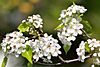 Pyrus calleryana callery pear blossom.jpg