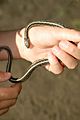 Ribbon Snake